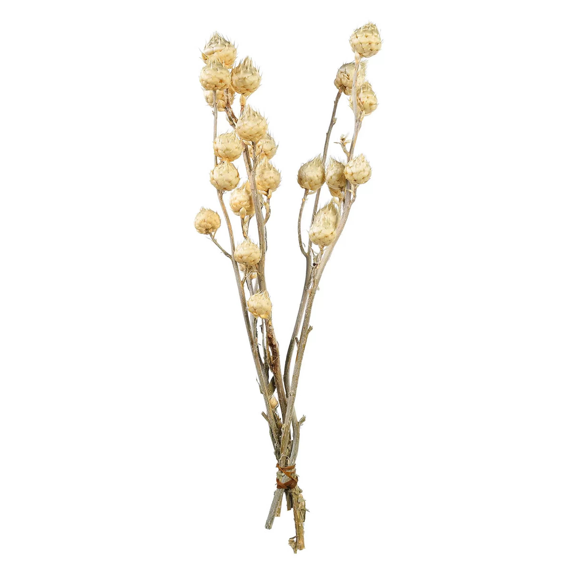 Depot Bouquet De Fleurs Sechees Carlina Clearance