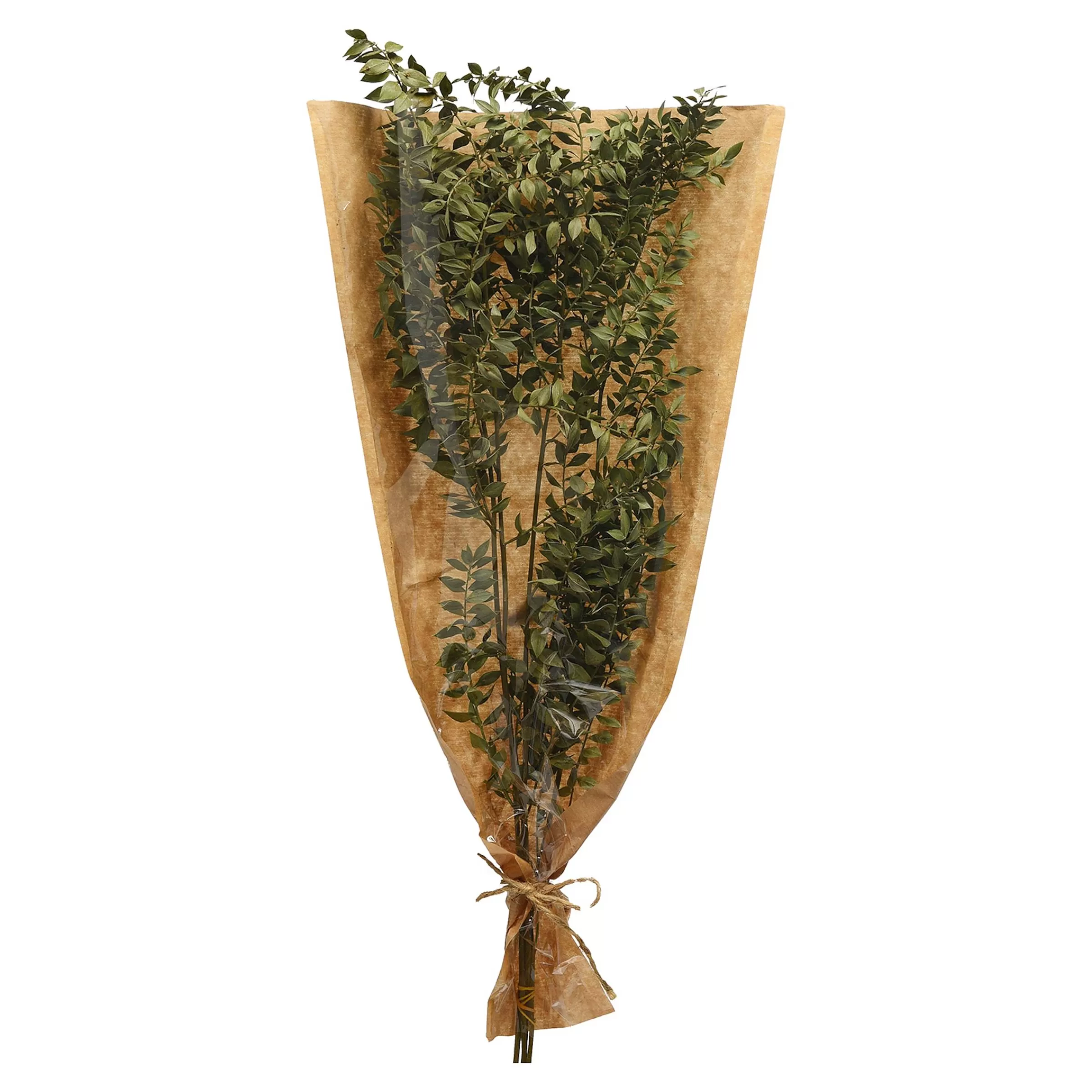 Depot Bouquet De Fleurs Sechees Ruscus Flash Sale