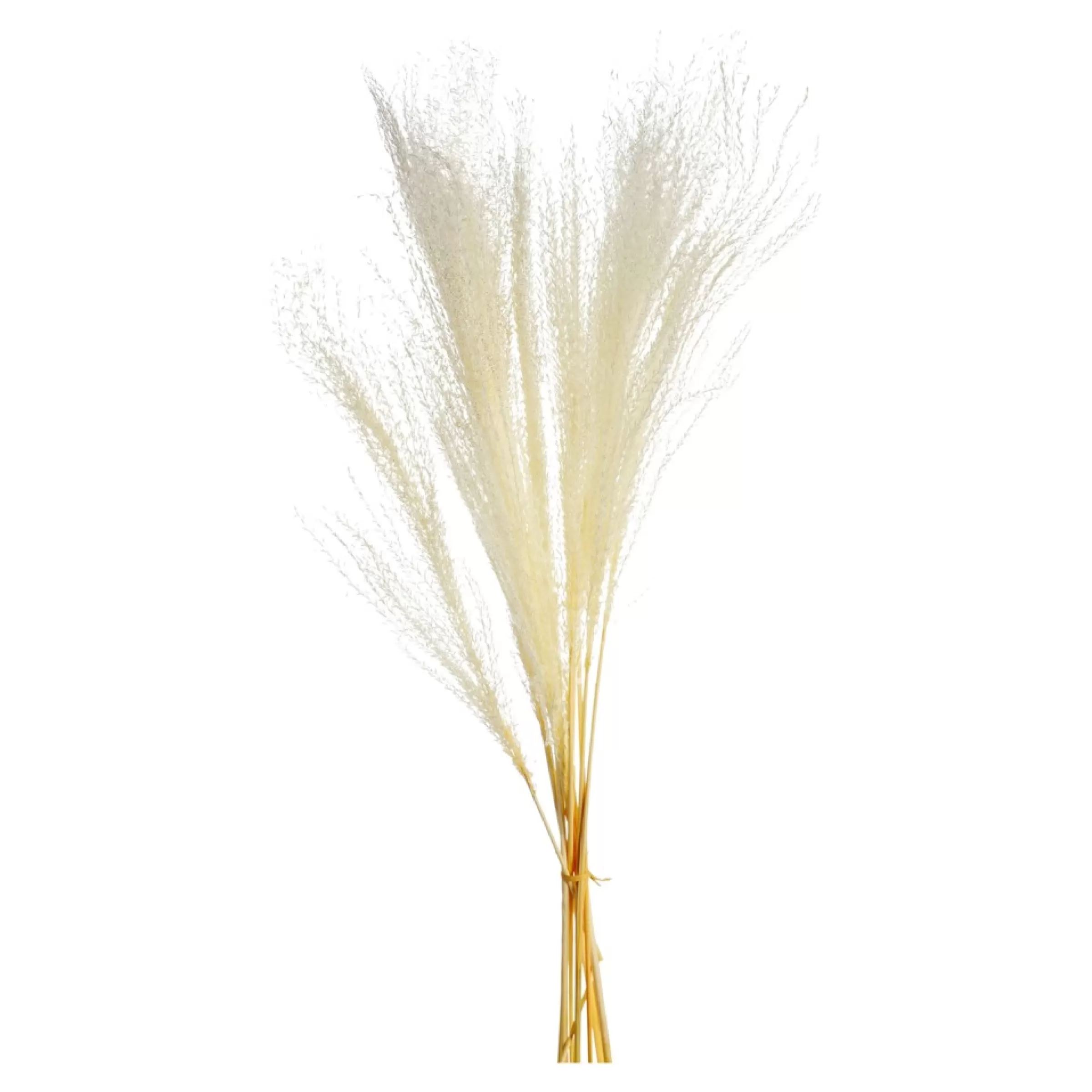 Depot Bouquet De Fleurs Sechees Scintillantes Miscanthus Clearance