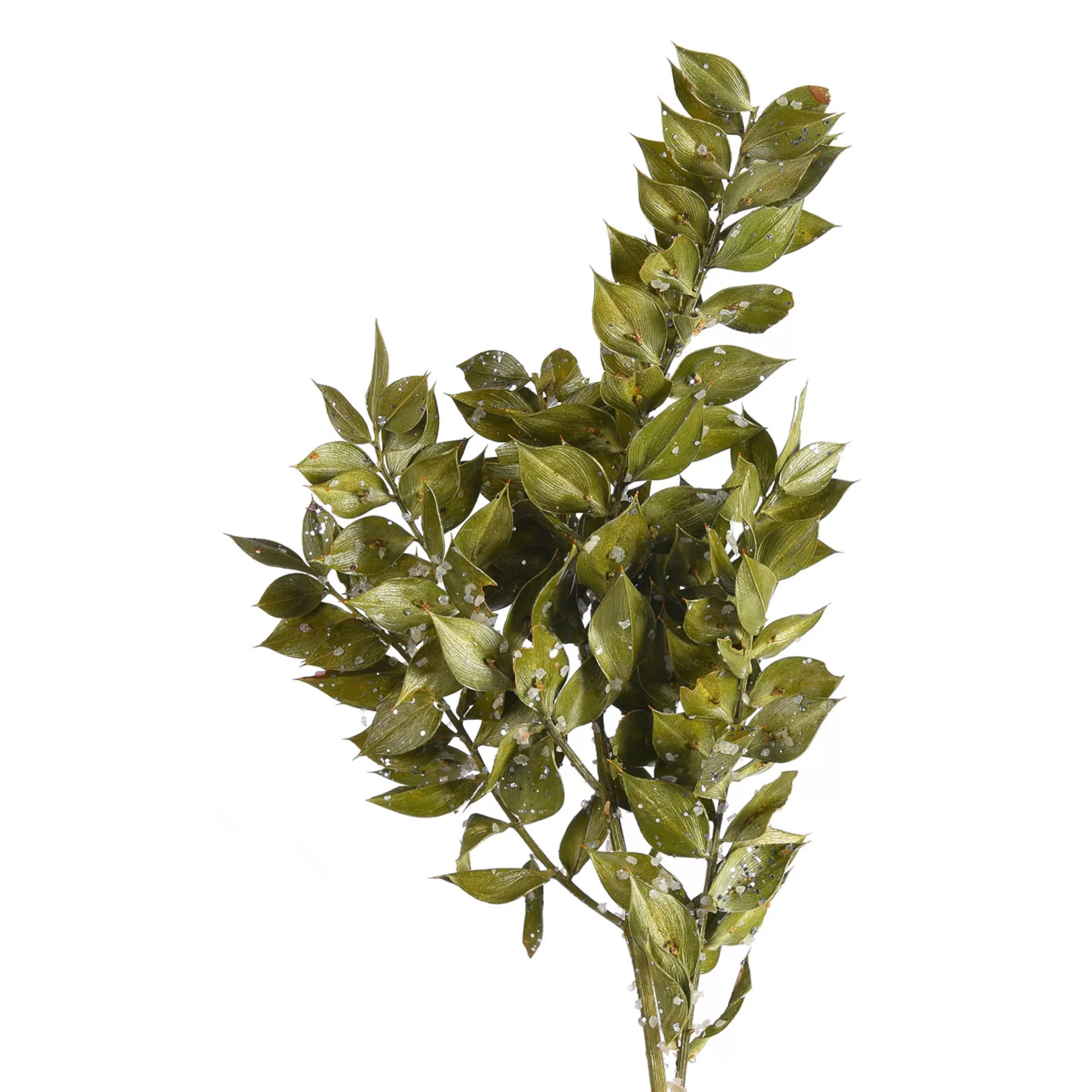 Depot Branche De Fleurs Sechees Scintillantes Ruscus