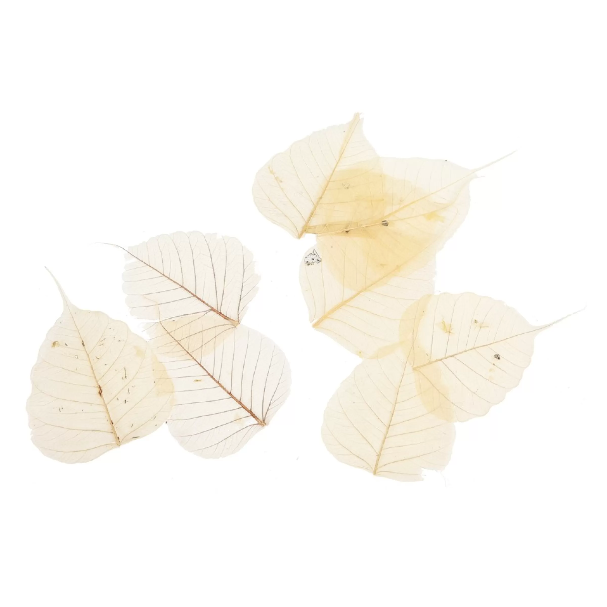 Depot Feuilles De Squelette Sechees Sale