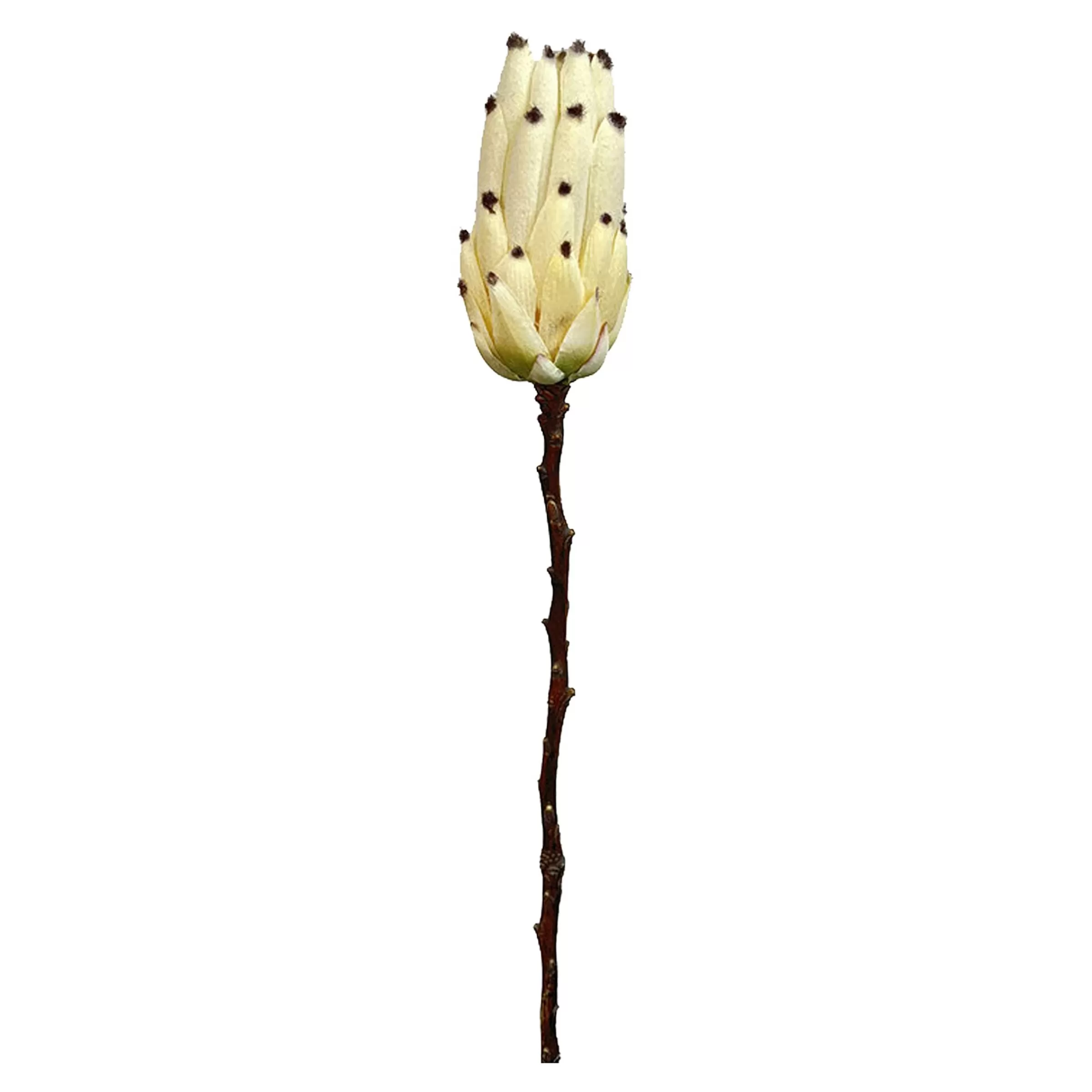 Depot Fleur De Tige Artificielle Protea Outlet