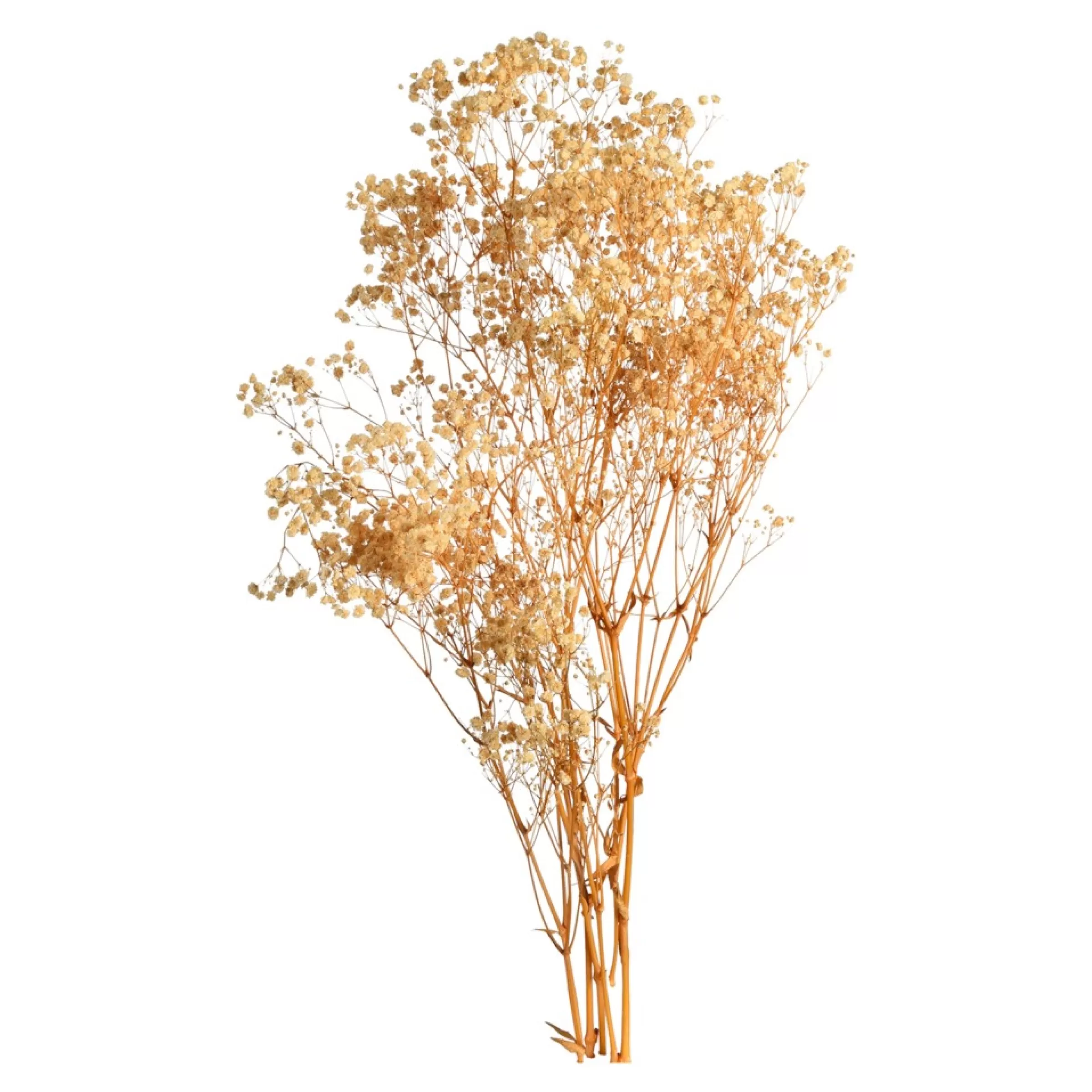 Depot Fleur Sechee Gypsophilia Flash Sale