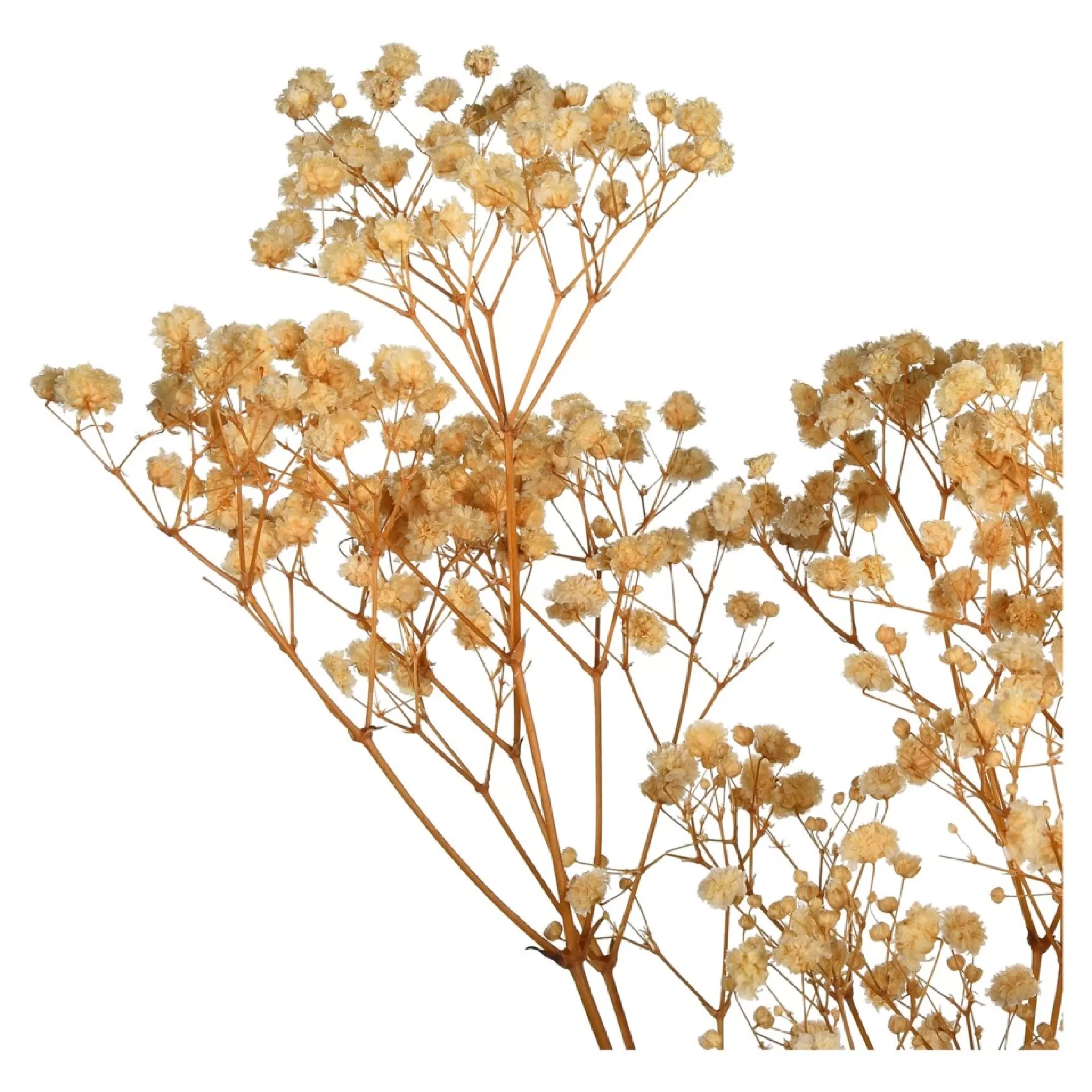 Depot Fleur Sechee Gypsophilia Flash Sale