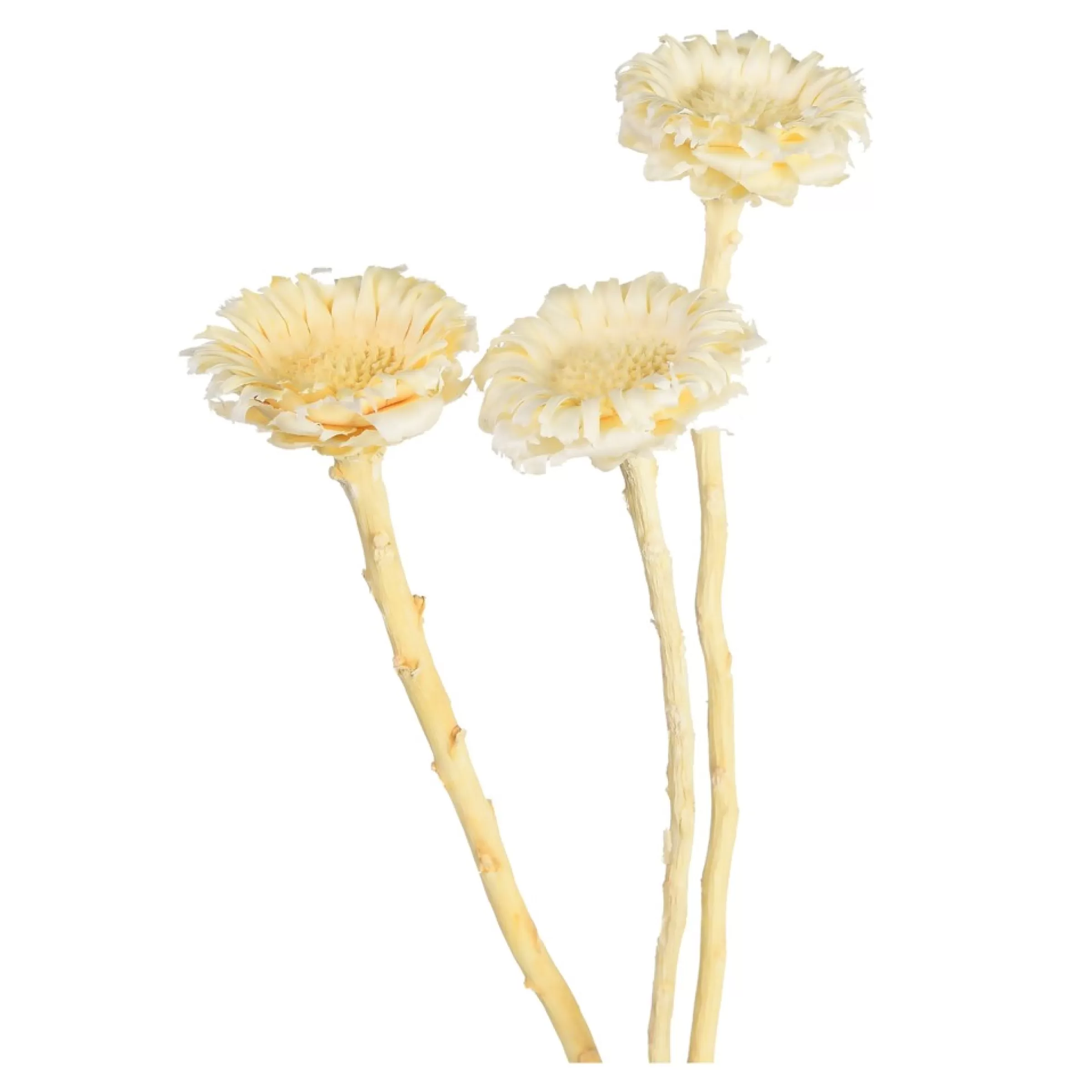 Depot Fleurs Sechees Fleur De Protee Hot